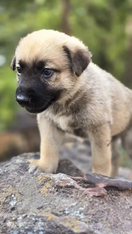 Luffy – Belgian Malinois, German Shepherd Dog puppy for sale in Oklahoma City, OK