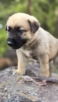 Luffy, a male German Shepherd Dog for sale in Oklahoma City, OK – 1 of 9