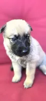 Luffy, a male Belgian Malinois and German Shepherd Dog for sale in Oklahoma City, OK – 4 of 6