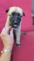 Kiwi, a female Belgian Malinois and German Shepherd Dog for sale in Oklahoma City, OK – 4 of 6