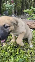 Sapphire, a female German Shepherd Dog for sale in Oklahoma City, OK – 4 of 10