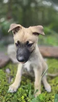 Luffy, a male German Shepherd Dog for sale in Oklahoma City, OK – 3 of 10