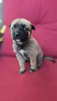 Kiwi, a female Belgian Malinois and German Shepherd Dog for sale in Oklahoma City, OK – 5 of 6