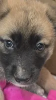 Diamond, a female German Shepherd Dog for sale in Oklahoma City, OK – 4 of 10