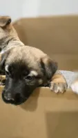Emerald, a female Belgian Malinois and German Shepherd Dog for sale in Oklahoma City, OK – 5 of 5