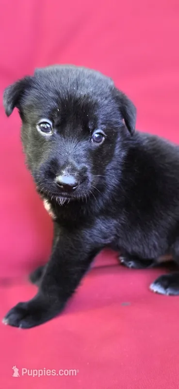 Zorro – Belgian Malinois, German Shepherd Dog puppy for sale in Oklahoma City, OK