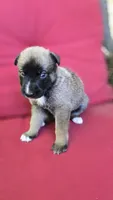 Diamond, a female Belgian Malinois and German Shepherd Dog for sale in Oklahoma City, OK – 4 of 7