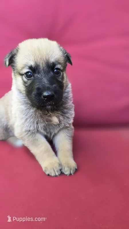 Luffy – Belgian Malinois, German Shepherd Dog puppy for sale in Oklahoma City, OK