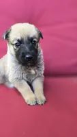 Luffy, a male Belgian Malinois and German Shepherd Dog for sale in Oklahoma City, OK – 1 of 6