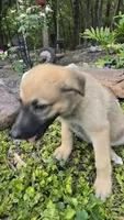 Sapphire, a female German Shepherd Dog for sale in Oklahoma City, OK – 5 of 10