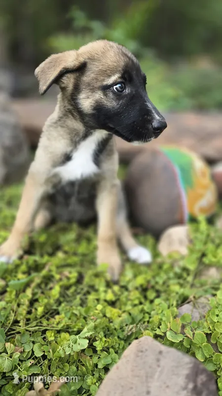 Diamond – German Shepherd Dog puppy for sale in Oklahoma City, OK