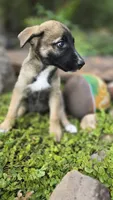Diamond, a female German Shepherd Dog for sale in Oklahoma City, OK – 1 of 10