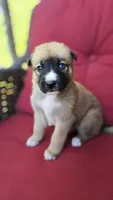 Peaches, a female Belgian Malinois and German Shepherd Dog for sale in Oklahoma City, OK – 5 of 5