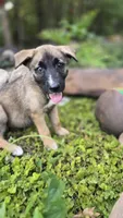 Diamond, a female German Shepherd Dog for sale in Oklahoma City, OK – 4 of 10