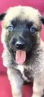 Kiwi, a female Belgian Malinois and German Shepherd Dog for sale in Oklahoma City, OK – 1 of 6