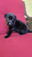 Zorro, a male Belgian Malinois and German Shepherd Dog for sale in Oklahoma City, OK – 5 of 5