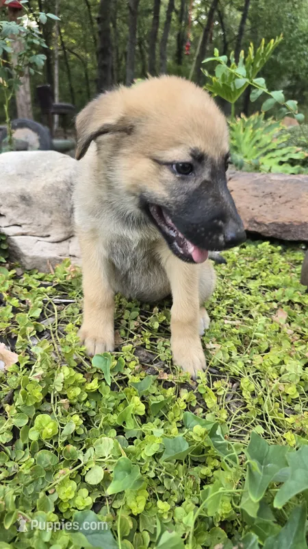 Sapphire – German Shepherd Dog puppy for sale in Oklahoma City, OK