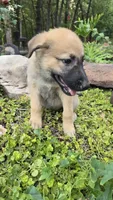 Sapphire, a female German Shepherd Dog for sale in Oklahoma City, OK – 1 of 10