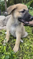 Sapphire, a female German Shepherd Dog for sale in Oklahoma City, OK – 2 of 10