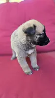 Apple, a female Belgian Malinois and German Shepherd Dog for sale in Oklahoma City, OK – 4 of 4