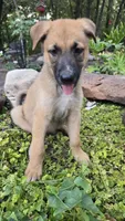 Ussop, a male German Shepherd Dog for sale in Oklahoma City, OK – 2 of 10