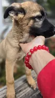 Diamond, a female German Shepherd Dog for sale in Oklahoma City, OK – 9 of 10
