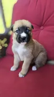 Peaches, a female Belgian Malinois and German Shepherd Dog for sale in Oklahoma City, OK – 4 of 5