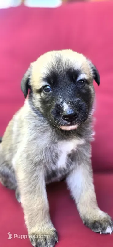 Chef – Belgian Malinois, German Shepherd Dog puppy for sale in Oklahoma City, OK
