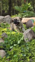 Luffy, a male German Shepherd Dog for sale in Oklahoma City, OK – 5 of 9