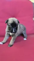 Diamond, a female Belgian Malinois and German Shepherd Dog for sale in Oklahoma City, OK – 6 of 7