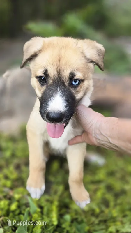 Peaches – German Shepherd Dog puppy for sale in Oklahoma City, OK