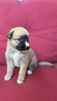 Peaches, a female Belgian Malinois and German Shepherd Dog for sale in Oklahoma City, OK – 2 of 5
