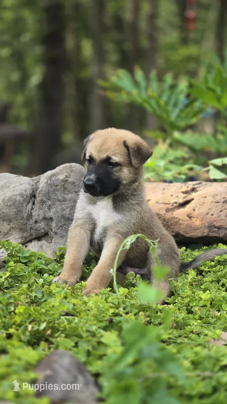 Ussop – Belgian Malinois, German Shepherd Dog puppy for sale in Oklahoma City, OK