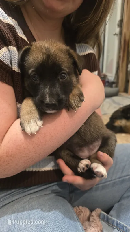 Diamond – Belgian Malinois, German Shepherd Dog puppy for sale in Oklahoma City, OK