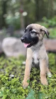 Emerald, a female German Shepherd Dog for sale in Oklahoma City, OK – 2 of 10