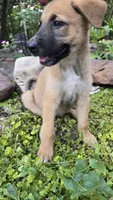 Ussop, a male German Shepherd Dog for sale in Oklahoma City, OK – 3 of 10