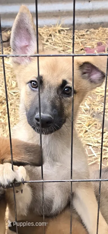 Luffy – German Shepherd Dog puppy for sale in Oklahoma City, OK