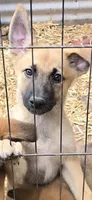 Luffy, a male German Shepherd Dog for sale in Oklahoma City, OK – 1 of 10
