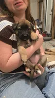 Emerald, a female Belgian Malinois and German Shepherd Dog for sale in Oklahoma City, OK – 4 of 5