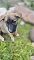 Diamond, a female German Shepherd Dog for sale in Oklahoma City, OK – 2 of 10