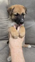 Ussop, a male Belgian Malinois and German Shepherd Dog for sale in Oklahoma City, OK – 6 of 7