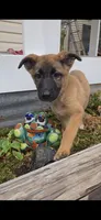 Emerald, a female German Shepherd Dog for sale in Oklahoma City, OK – 3 of 10