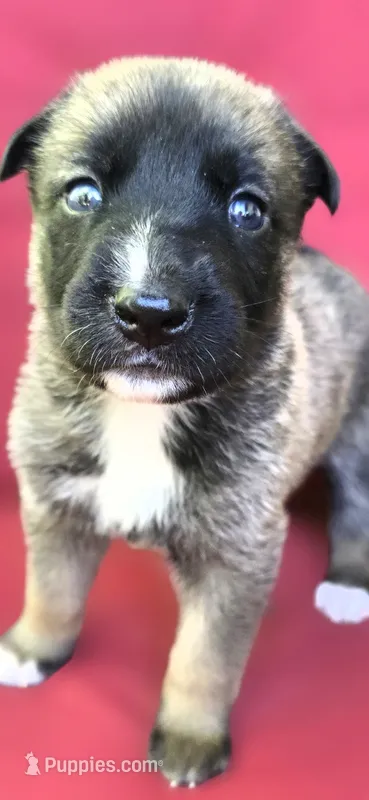 Diamond – Belgian Malinois, German Shepherd Dog puppy for sale in Oklahoma City, OK