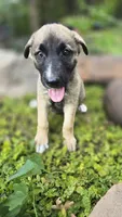 Diamond, a female German Shepherd Dog for sale in Oklahoma City, OK – 3 of 10