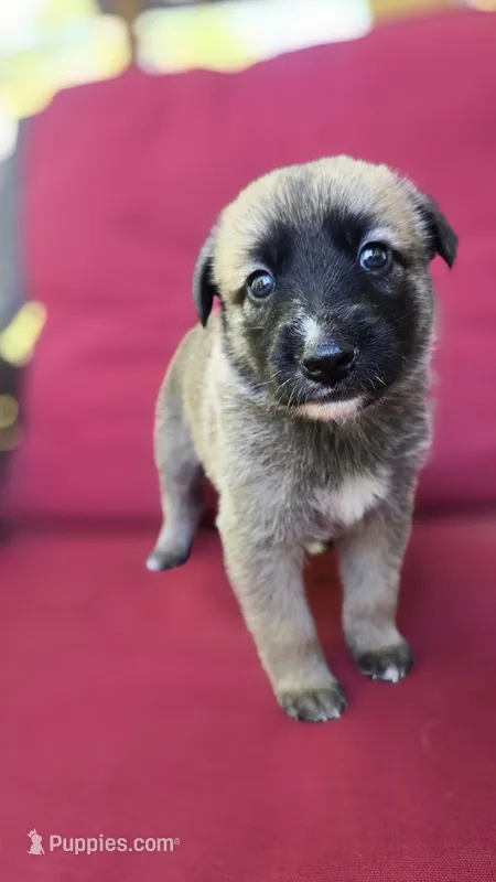 Sapphire – Belgian Malinois, German Shepherd Dog puppy for sale in Oklahoma City, OK