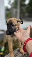 Diamond, a female German Shepherd Dog for sale in Oklahoma City, OK – 10 of 10