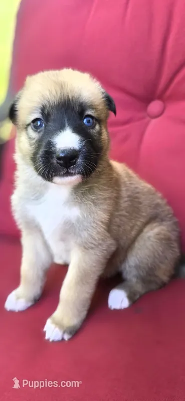 Peaches – Belgian Malinois, German Shepherd Dog puppy for sale in Oklahoma City, OK
