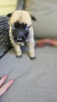 Kiwi, a female Belgian Malinois and German Shepherd Dog for sale in Oklahoma City, OK – 2 of 6