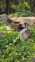 Luffy, a male German Shepherd Dog for sale in Oklahoma City, OK – 4 of 9