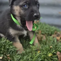 Eli, a male German Shepherd Dog for sale in Oklahoma City, OK – Photo 4 of 10